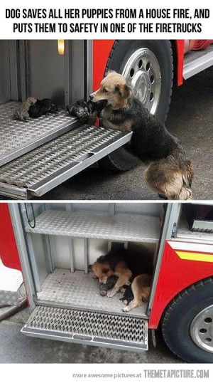 Mom saved all her puppies from a house fire :)