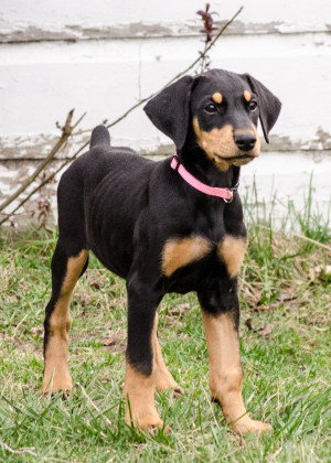 Doberman Pinscher Dog Picture #7498 | Pet Gallery | PetPeoplesPlace.