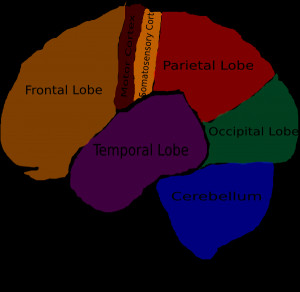 Brain Topographic Function clip art