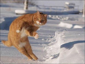 funny-cat-on-the-snow.jpg