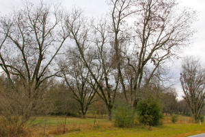 Want A Country Boy Quotes Tumblr Country boy quotes tumblr.