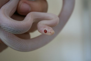 Corn Snake Pictures