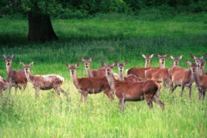 If you count muzzle loader season, the deer hunting season in VA goes ...