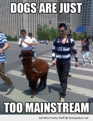 hipster llama alpaca dogs mainstream walking funny pics pictures pic ...