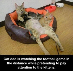 cat dad is watching football funny - Tuesday Sarcasm at PMSLweb.com