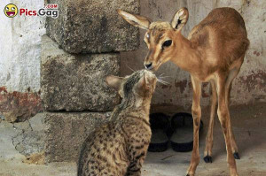 Cute Animals Beautiful Picture