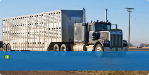 Livestock Transport Quotes Online