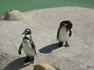 ... zoo, cute, green, life, penquins, photography, real, water, white, zoo