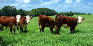 beef_cattle_livestock_mississippi_state_university.jpg