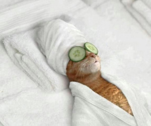 ... funny photos of pets in SPA , I am sure they will make you chuckle