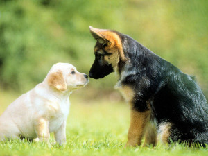 ... dogs care and affection amongst dogs love contrast cute dogs dogs in