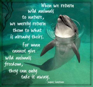 dolphin quotes