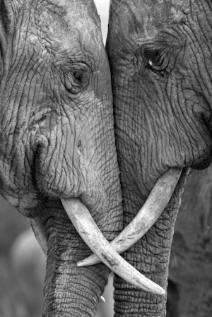animal, elephant, love, nature, photography