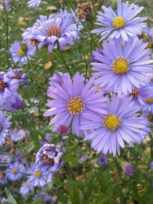 related pictures flowers tumblr quotes