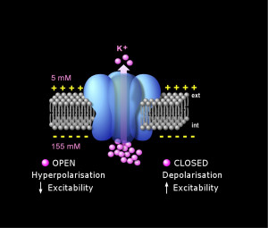 Modeling Neuron Electrokinetics using Markov Models