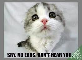 Funny cute cat sorry no ears