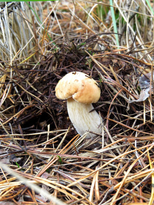 Funny white mushrooms
