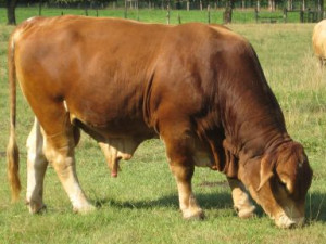 American Saddlebred Horses for Sale