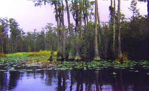 Large pond cypress in Okefenokee National Wildlife Refuge