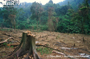Forest In Africa Being Destroyed http://www.arkive.org/bornean-gibbon ...