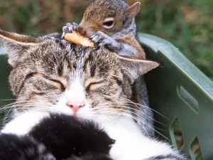 Sugar the cat’s owners snuck Chestnut, an sick baby squirrel, in ...