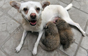 mother dog nurses two red panda cubs who were abandoned by their ...