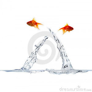 Going Separate Ways Goldfish going their separate