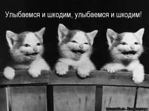 черный цвет. Обои Три котенка смеются ...