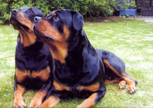 German Rottweiler Puppies and Dogs Pictures Gallery