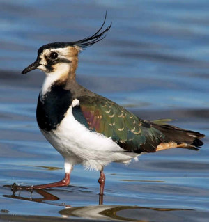 Lapwing in the water