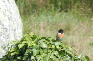 Stonechat hawking for flies from the great stones, to the song of Cirl ...