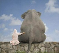 Unlikely Animal Friends