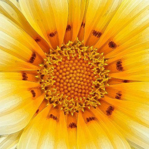 Geometry And Symmetry In Nature: Beautiful Gazania Flower Pictures