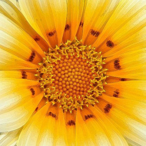 Geometry And Symmetry In Nature: Beautiful Gazania Flower Pictures