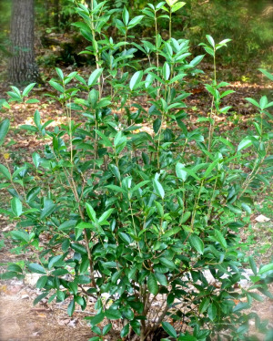 Fragrant Tea Olive Plant