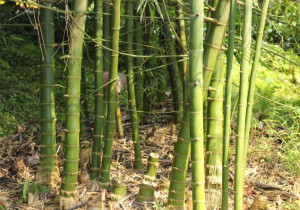 Here Learn About Bamboo Plant