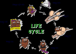life span of head lice nits are tiny lice eggs