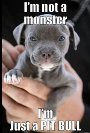 not a monster....I'm just a Pitbull