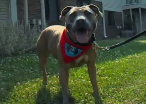 Rescued Pit Bull Pays it Forward