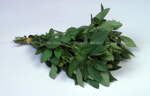 stock photo image: Herb, herbs, basil, lemon, lemon basil, ocimum ...