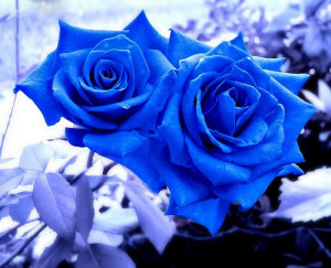 All Graphics » a dozen of blue roses