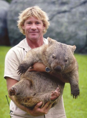 wombat # zwierzaczki # zwierzeta