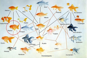 Thread: Goldfish Genealogy Chart: Great if You're Interested in ...