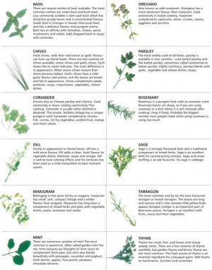 Aromatic Herbs Chart keep herbs fresh and good