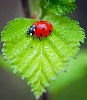 Ladybug via Carol's Country Sunshine on Facebook