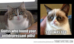 Funny photos funny happy vs angry cat