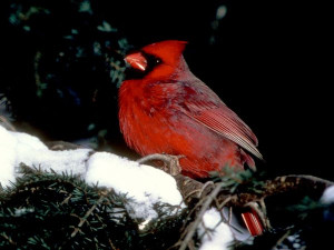 Noted for their bright red plumage, cardinals have about two dozen ...