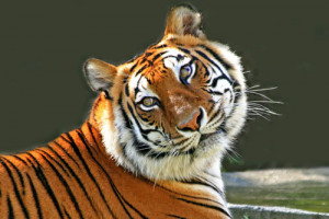 Beautiful Tiger