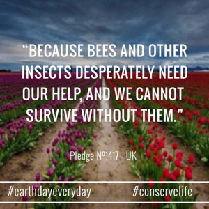 Because Bees and other insects desperately need our help, and we ...