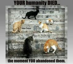 Quotes : cats and dogs (breeding, shelter, BSL, killing...)